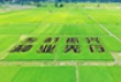vkgame 威客电竞官方招商合作协议与全站代理商扶持计划